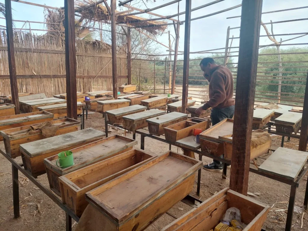The Pharaonic Bees of Assiut: An Ancient Natural Treasure Thrives in Egypt’s Eastern Desert Bees top
