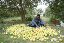 Guava harvest season - Photo: Abul-Hassan Abdelsattar