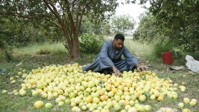 Guava harvest season - Photo: Abul-Hassan Abdelsattar
