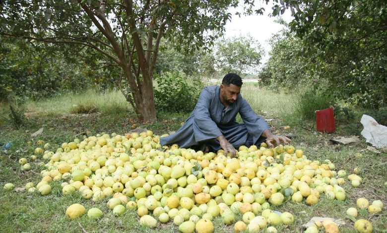 Guava harvest season - Photo: Abul-Hassan Abdelsattar