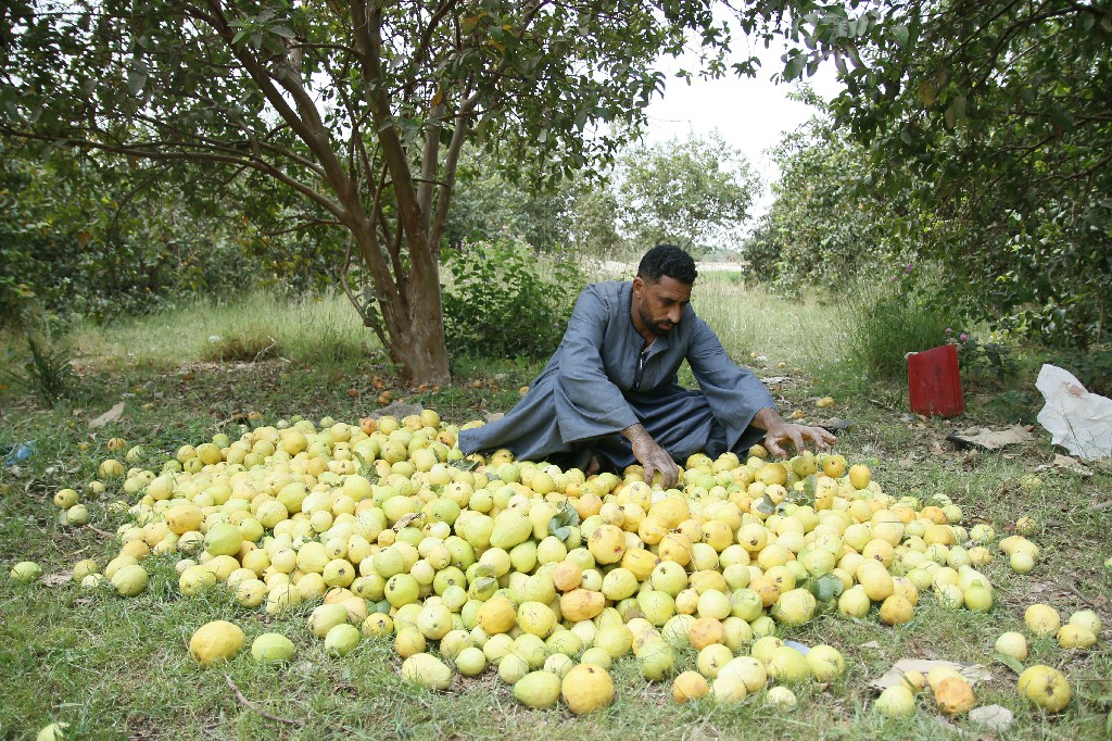 Alchemy in the Orchards: The Sacred Guava Harvest of Nagaa Abu Al-Hamd Guava harvest season - Photo: Abul-Hassan Abdelsattar
