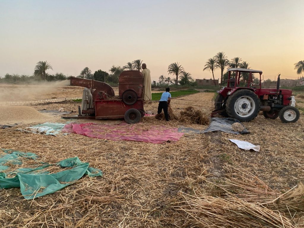 From Dawn Until the Harvest: Tales of Joy and Toil in the Wheat Fields of Assiut The Wheat Harvest Season in Assiut – Photo: Jasmine Mehna