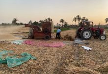 The Wheat Harvest Season in Assiut – Photo: Jasmine Mehna