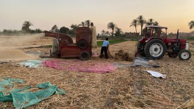 The Wheat Harvest Season in Assiut – Photo: Jasmine Mehna