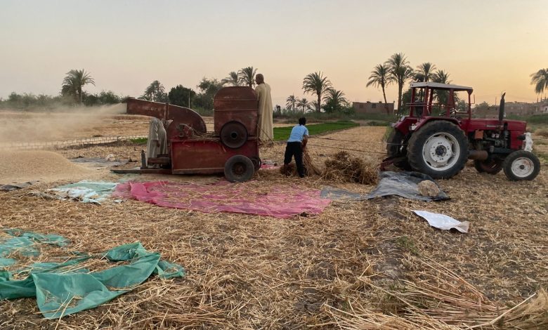 The Wheat Harvest Season in Assiut – Photo: Jasmine Mehna
