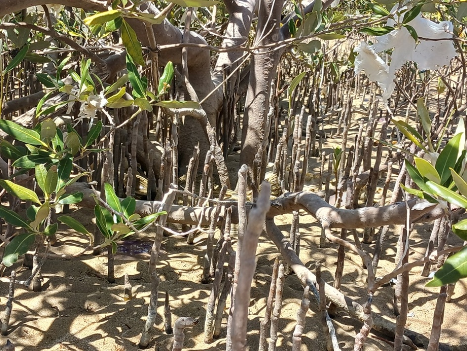 The Silent Sentinels of the Shore: How the Red Sea’s Mangroves Defend the Coast and Cradle Life The Temple of Kalabsha after the recent works carried out there - Photo: Courtesy of Tour Guide Abeer Mahmoud Tantawy