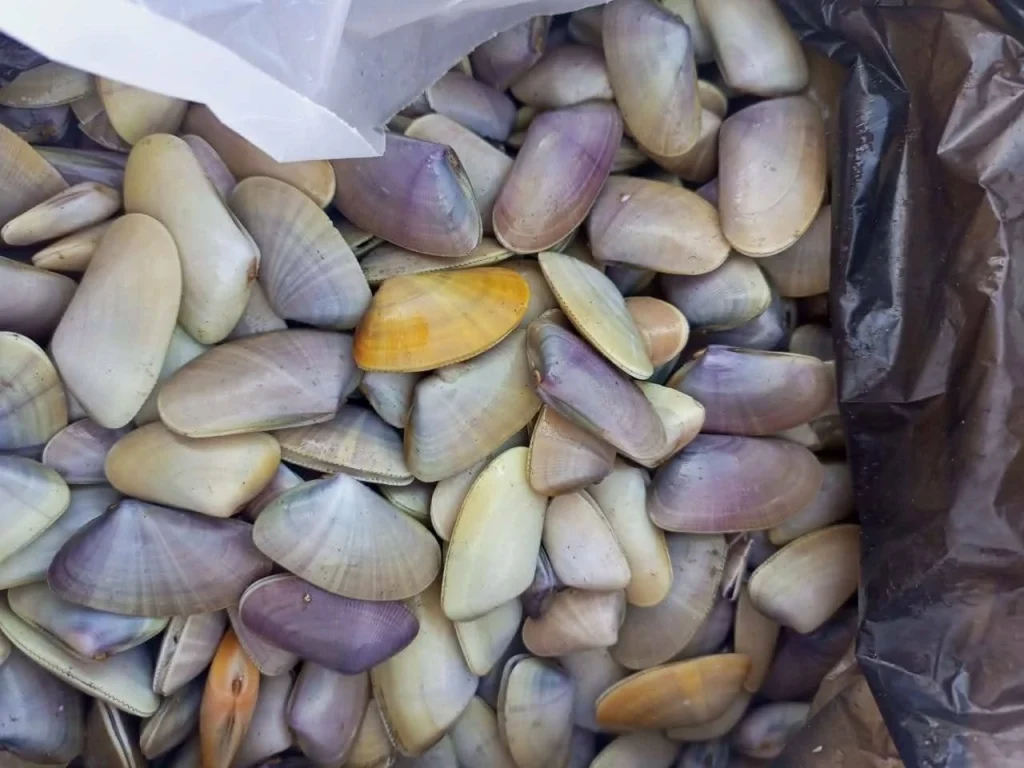 Um al-Khulul on display - Photo: Walid Montasser