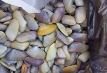 Um al-Khulul on display - Photo: Walid Montasser