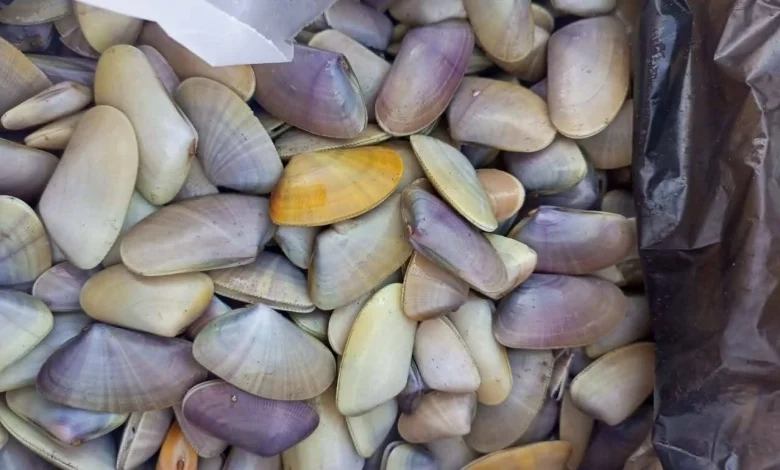 Um al-Khulul on display - Photo: Walid Montasser