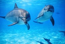 Dolphins at the Samadai Reef south of Marsa Alam - Photo: HEPCA