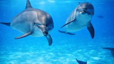 Dolphins at the Samadai Reef south of Marsa Alam - Photo: HEPCA