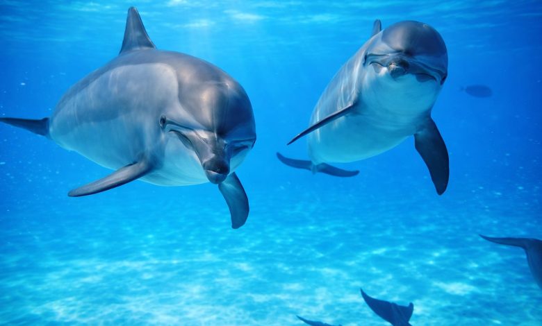 Dolphins at the Samadai Reef south of Marsa Alam - Photo: HEPCA