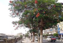 Cataloging Rare Trees in Aswan's Public Gardens - Photo: Wafa Amin