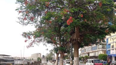 Cataloging Rare Trees in Aswan's Public Gardens - Photo: Wafa Amin