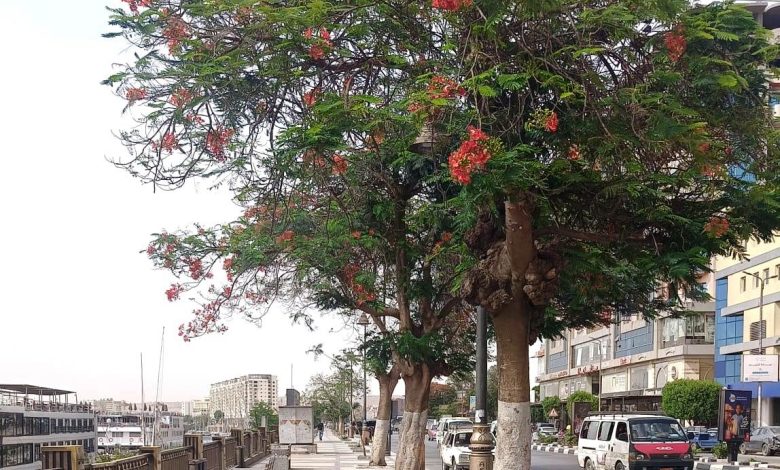 Cataloging Rare Trees in Aswan's Public Gardens - Photo: Wafa Amin