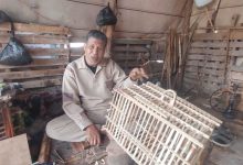 The Art of Crafting Palm Frond Crates in Kafr Al-Battikh. - Photo: Helmy Yassin