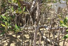 Mangrove trees in the Red Sea - Photo: Esraa Mohareb