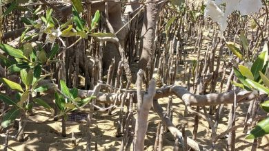 Mangrove trees in the Red Sea - Photo: Esraa Mohareb