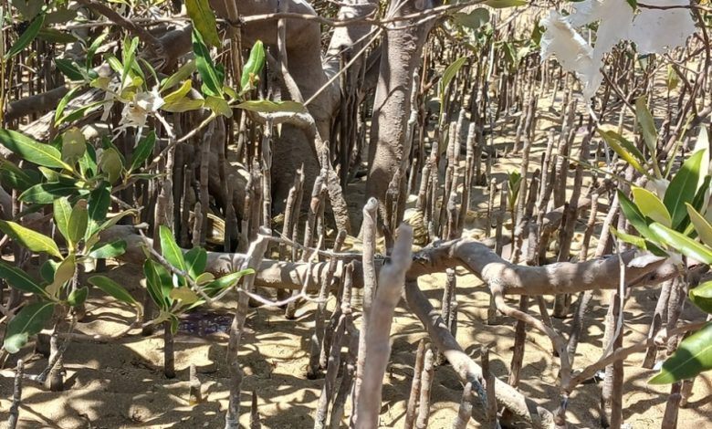 Mangrove trees in the Red Sea - Photo: Esraa Mohareb