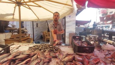 The coveted catch arriving at the fish market. - Photo: Helmy Yassin